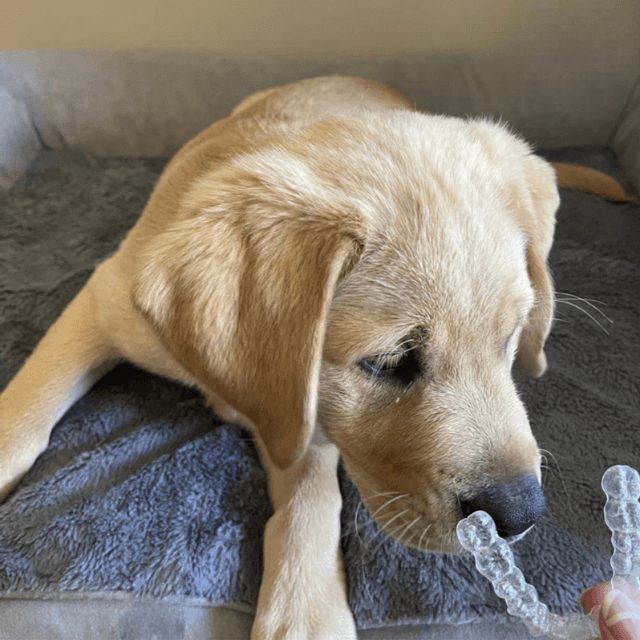 dogs chew retainers